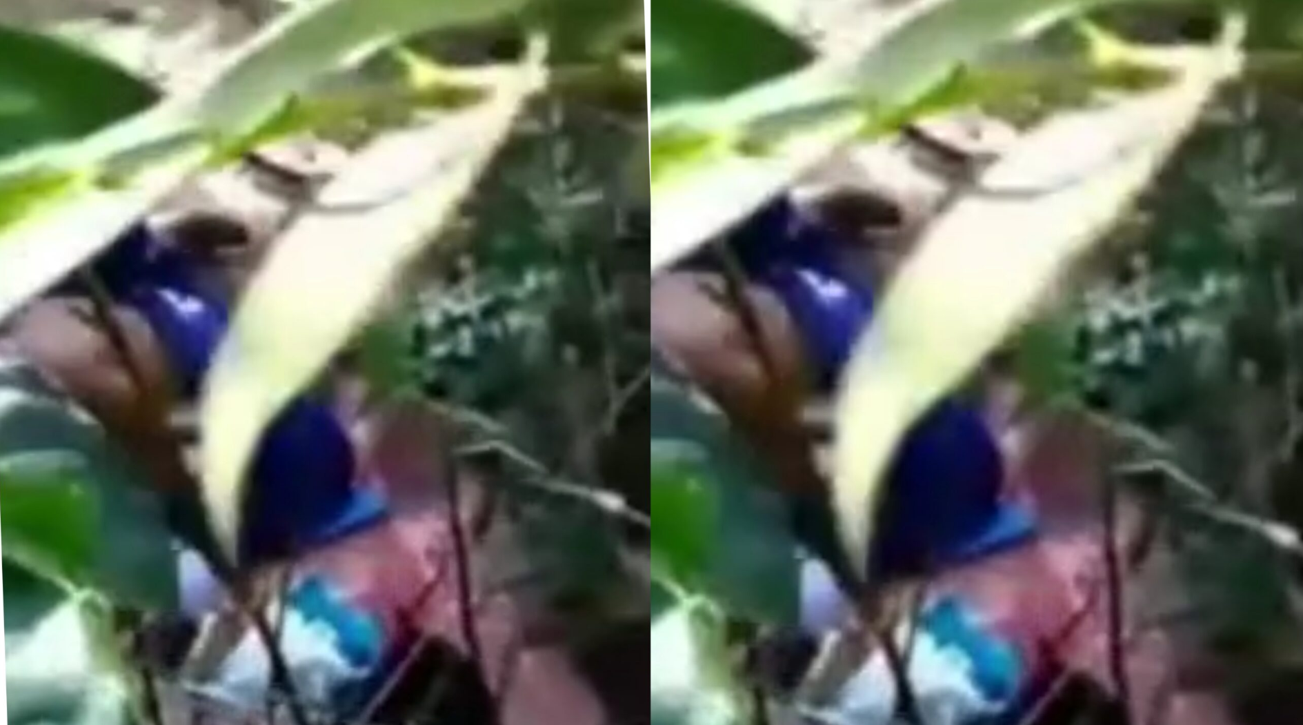 အပင်တွေကြားက ချောင်းရိုက်